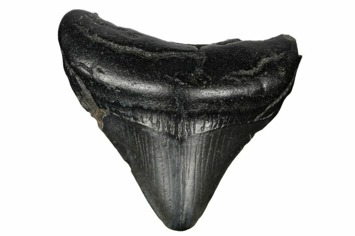 Juvenile Megalodon Tooth - South Carolina #183120